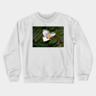 White Trillium flower in forest Crewneck Sweatshirt